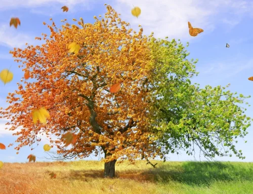 Change of Season: The Cycles of Life, Self and Growth